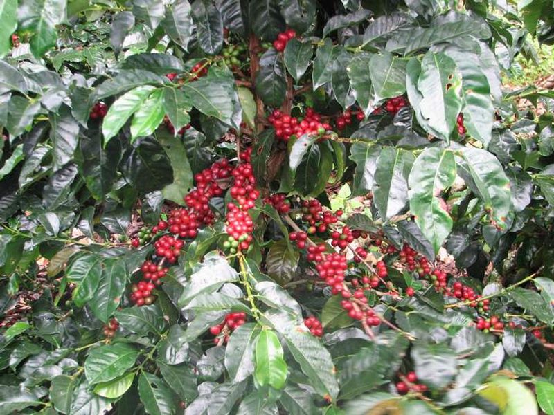 Colombian Coffee Crops