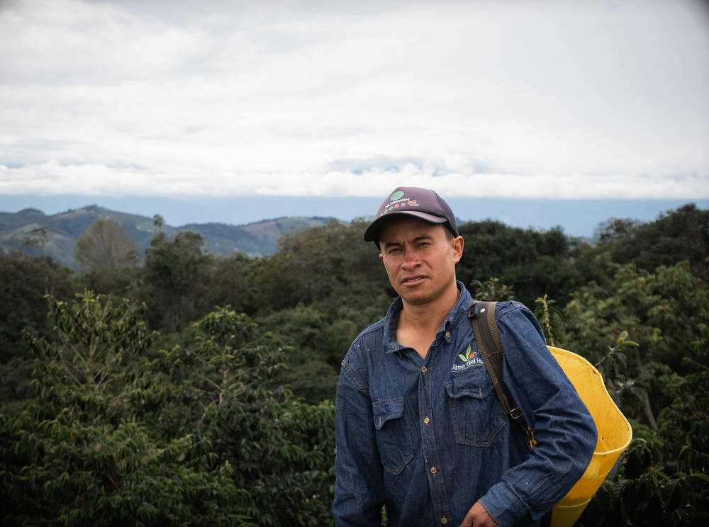 Colombian Coffee Harvest